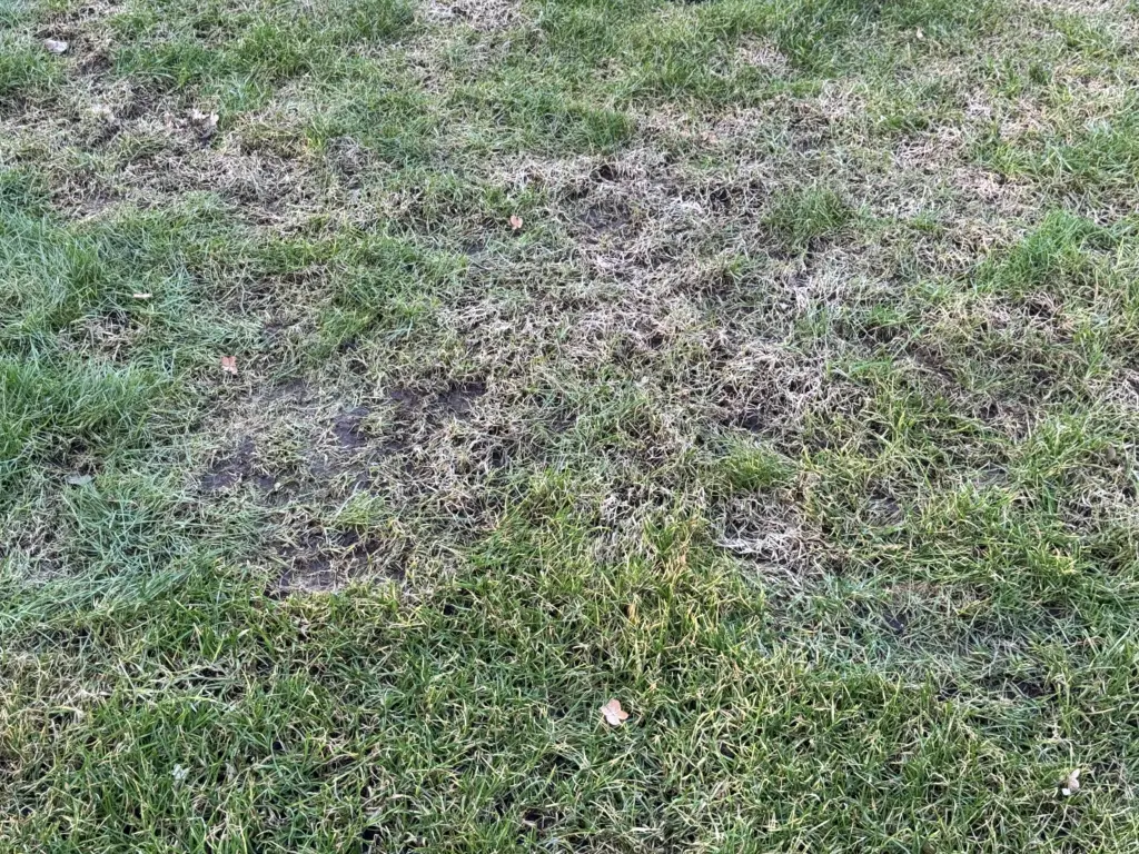 Braune Flecken und abgestorbener Rasenfilz nach dem Winter durch starke Frostschäden.