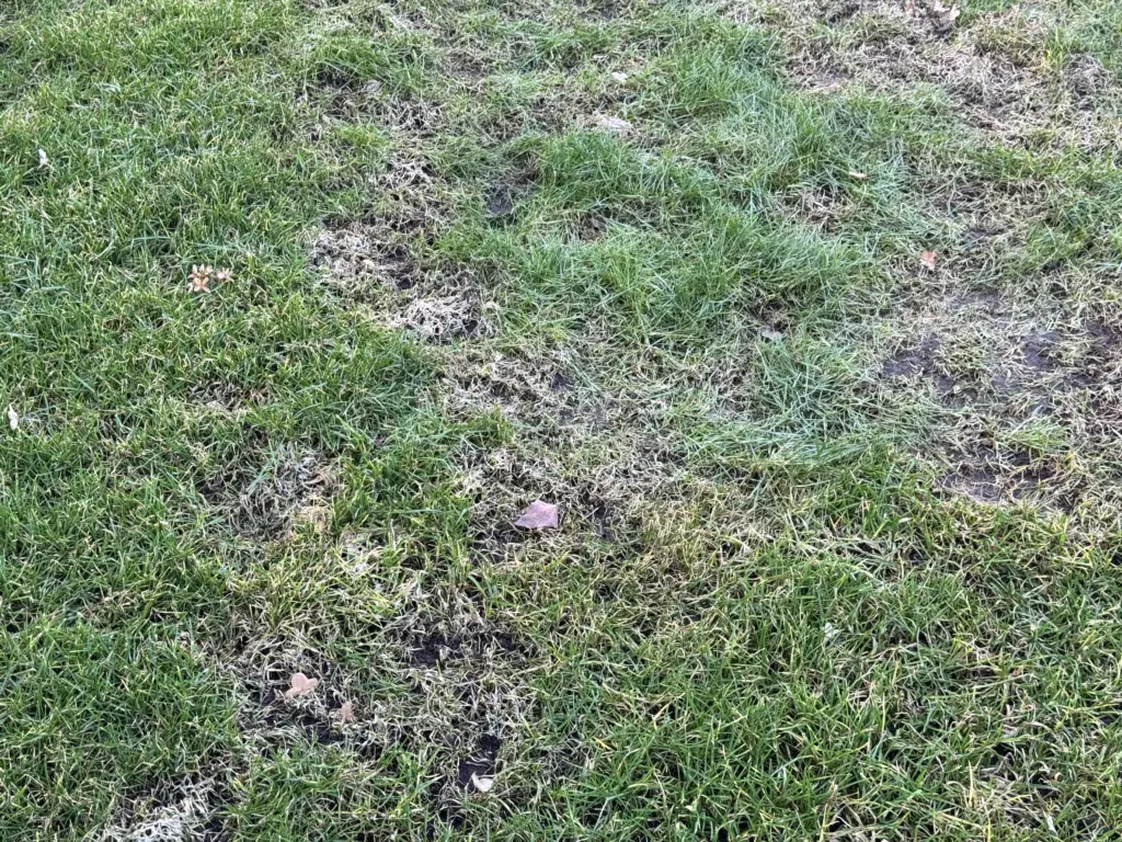 Rasen braun nach Winter: Verklebte Halme und kahle Stellen als typisches Anzeichen für Schneeschimmel.