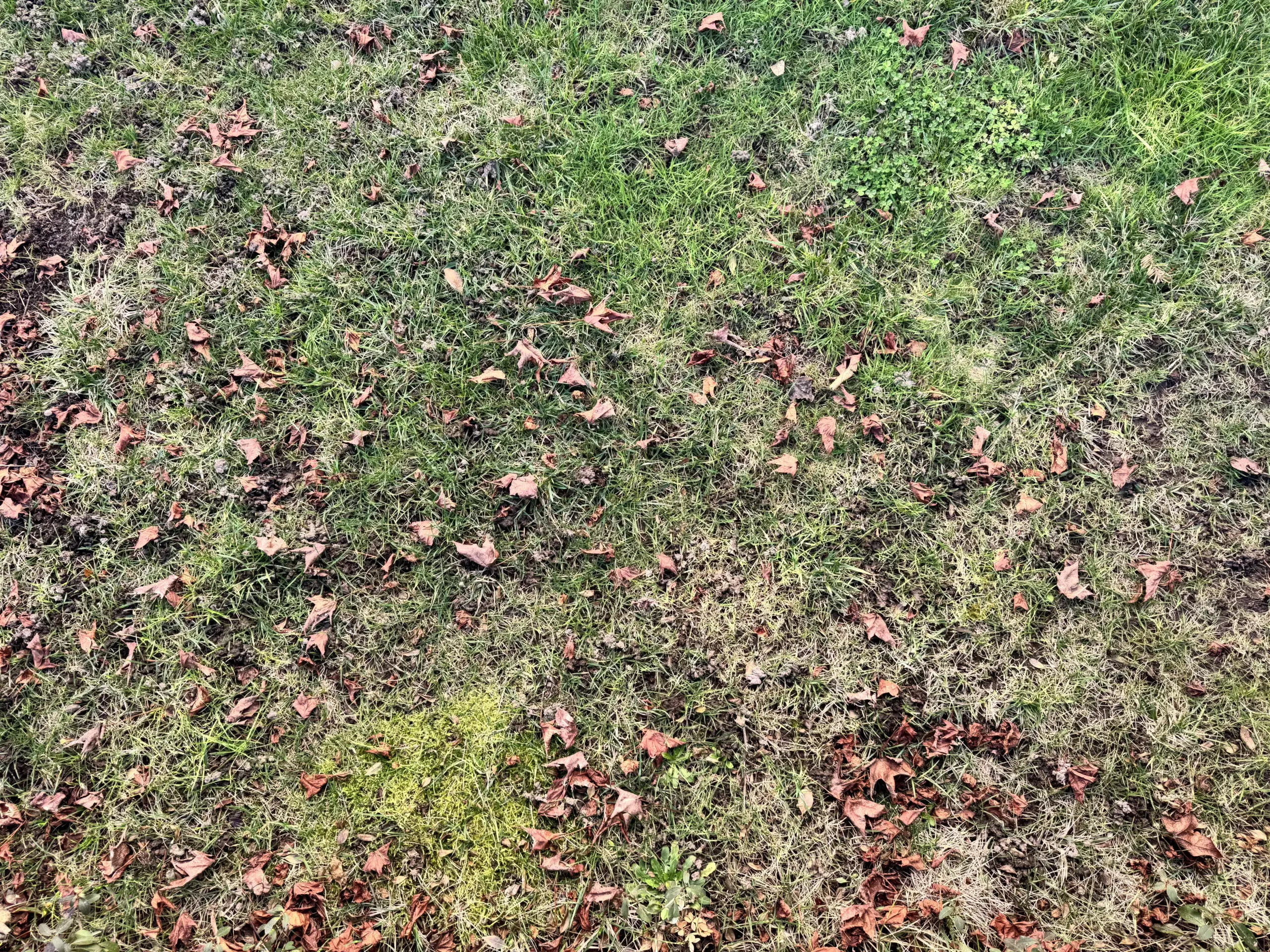 Verrottendes Herbstlaub auf der Rasenfläche als Ursache für Pilzbefall und Winterschäden im Frühjahr.