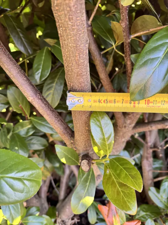 Dicker verholzter Kirschlorbeer-Ast mit Maßband vor dem Einsatz der Makita DUC101
