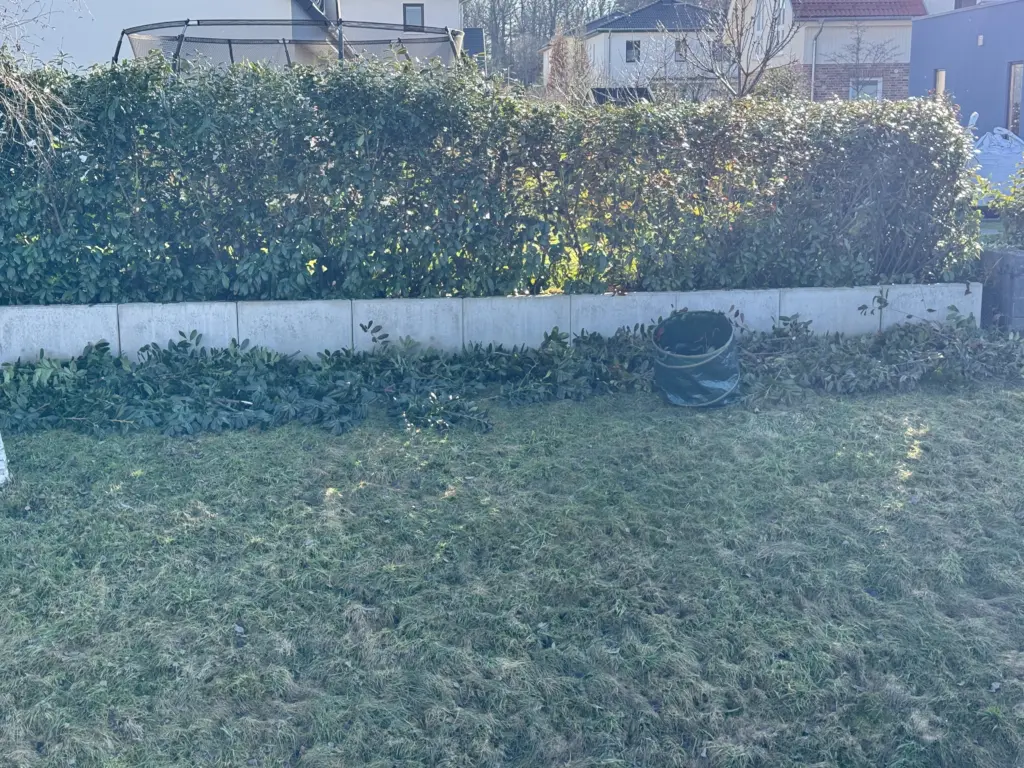 Ein kleiner Gartenabfall-Popup-Sack mit viel Heckenschnitt einer Kirschlorbeer-Hecke vor der geschnittenen Hecke