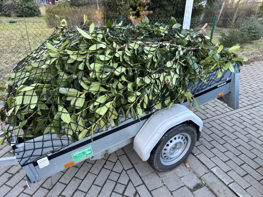 Ein voll gepackter Hänger mit Kirschlorbeer Heckenschnitt. Er ist mit einem Netz abgedeckt, um auf dem Weg, den Heckenschnitt kostenlos zu entsorgen, nichts zu verlieren.