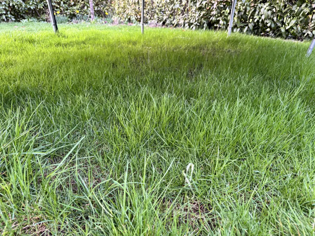 Lichtmangel nach dem Winter verursacht braune und kahle Stellen im Rasen unter einem Trampolin.