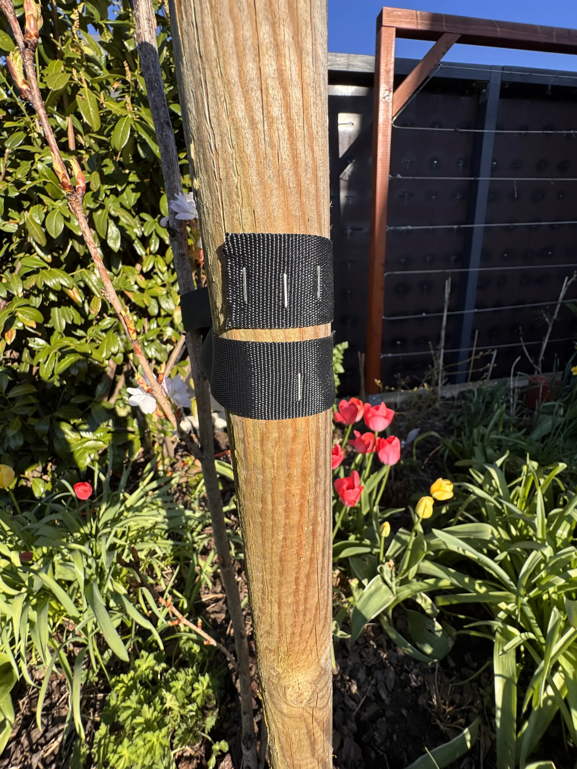 Das schwarze Gurtband der Baumbindung wird mit mehreren massiven Klammern aus einem Handtacker sturmsicher direkt in den Holzpfahl getackert.