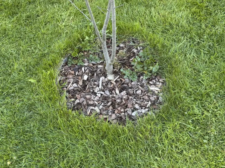 Rasenkante am Baum beim Worx Vision M Worx Vision M Mähroboter lässt einen Grasrand um Baum und Beet stehen