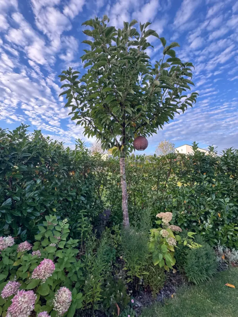 Kirschbaum mit Stamm und belaubter Krone vor einer Gartenhecke