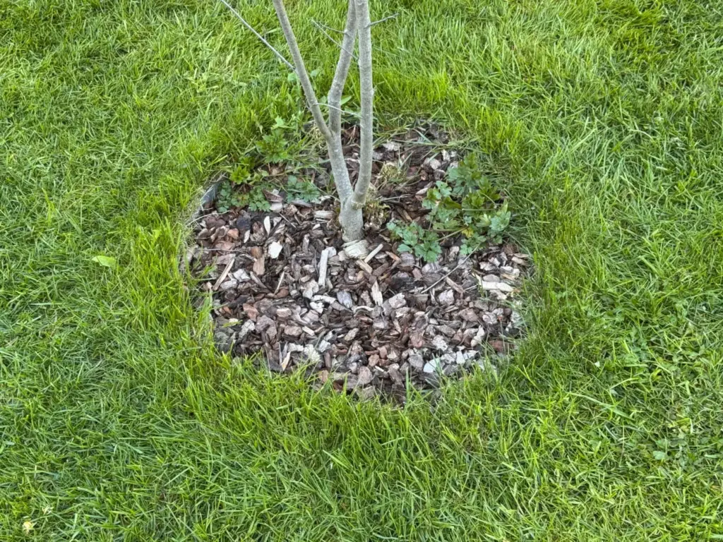 Ungemähtes Gras rund um eine Bauminsel im Rasen