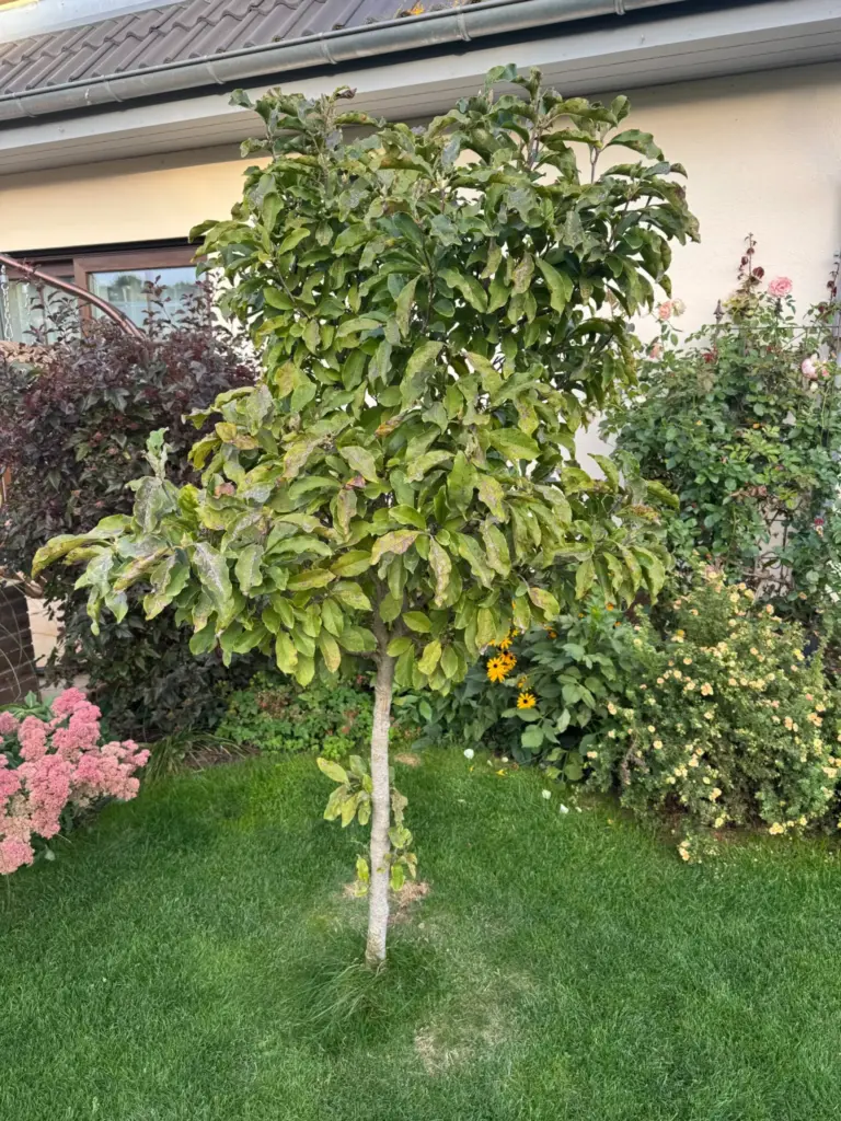 Magnolie als Hochstamm im Garten mit zahlreichen teilweise verfärbten Blättern