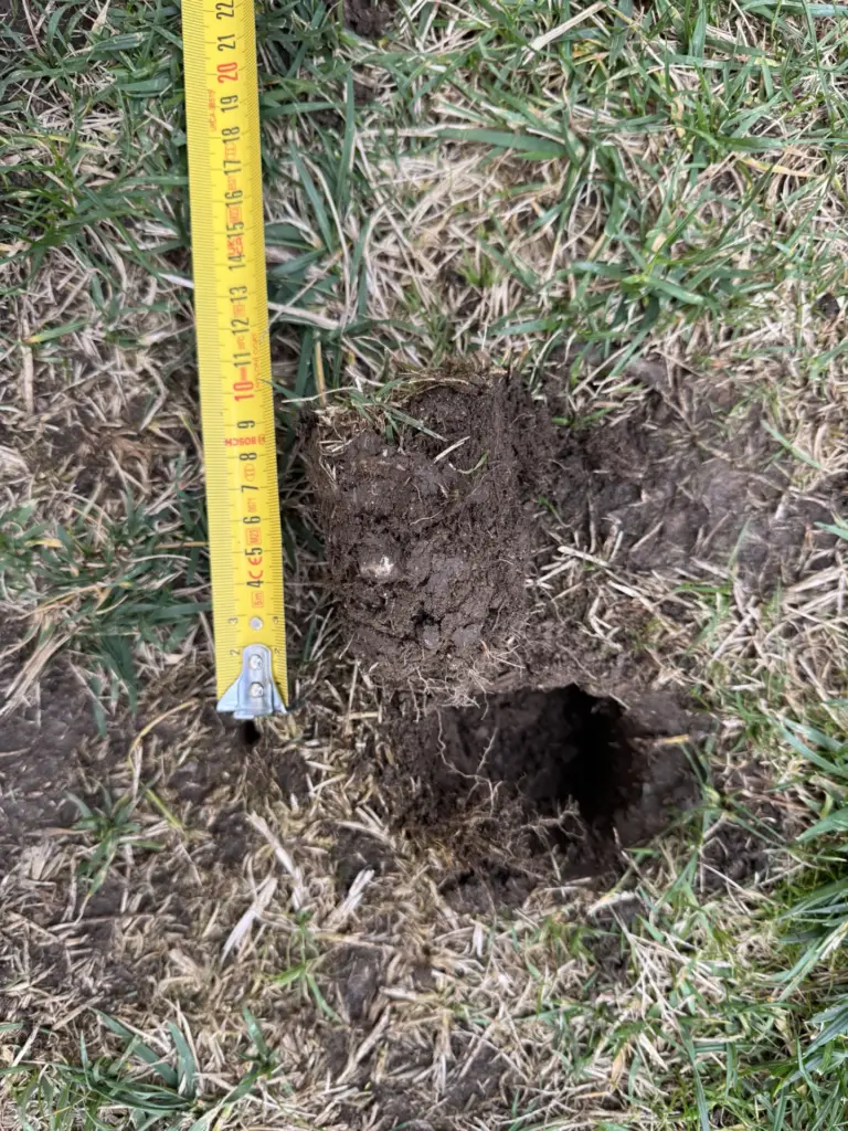 Ausgestochene Bodenprobe mit einzelnen Grashalmen und sichtbaren Wurzeln neben Maßband und Entnahmeloch.