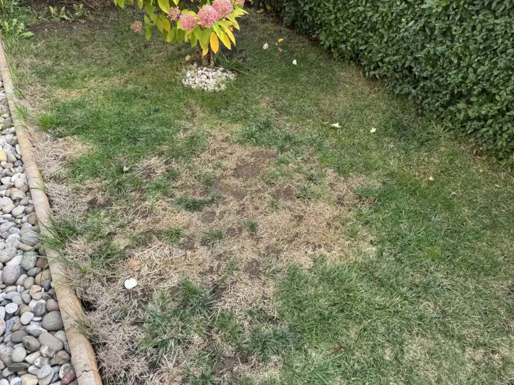 Rasenfläche neben einem Kiesstreifen mit braunen Halmen, offenen Bodenstellen und grünen Grasbüscheln.