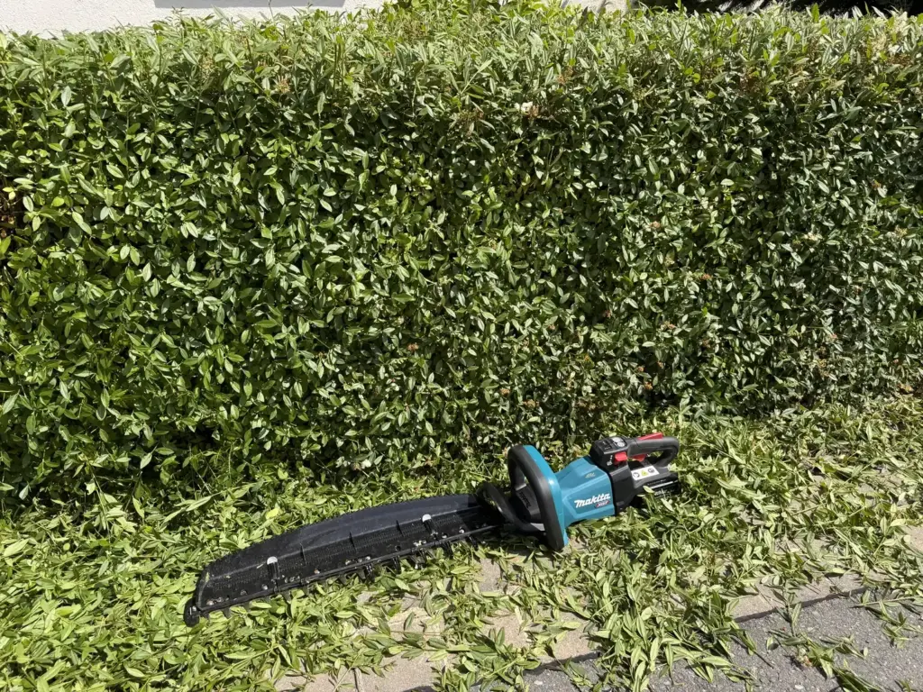 Makita UH006G mit montiertem Schnittgutsammler vor meiner Kirschlorbeerhecke